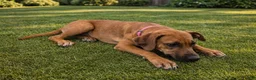 Rhodesian Ridgeback dogs for sale: Rhodesian Ridgeback Puppy 3 - Ad 1