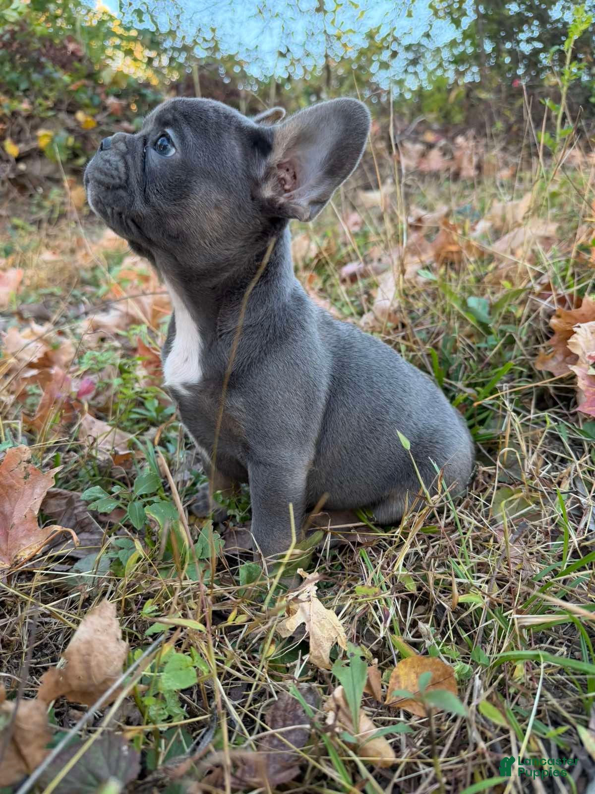 French Bulldog dogs French Bulldog Puppy 2 - Ad 4