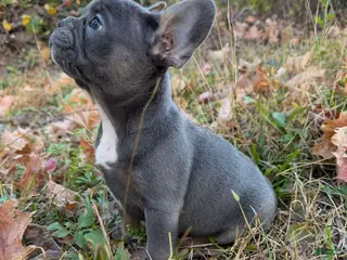 French Bulldog dogs French Bulldog Puppy 2 - Ad 7
