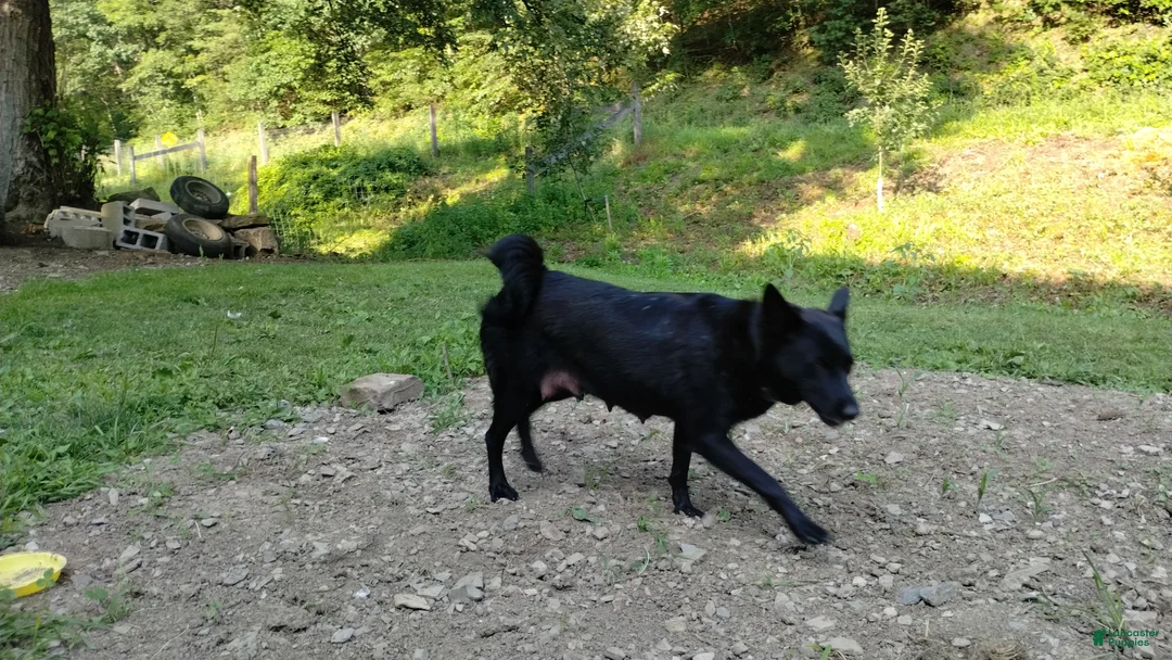 Mixed Breed dogs for sale: Riley - Ad 4