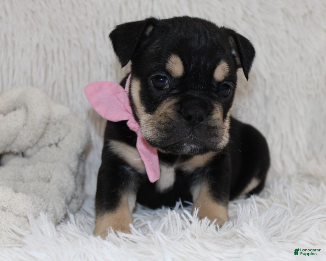 English Bulldog dogs for sale: Paris - Ad 5