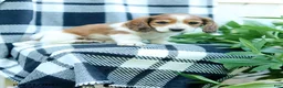 Miniature Dachshund dogs for sale: Curly - Ad 2