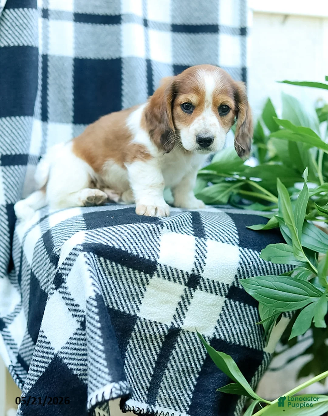 Miniature Dachshund dogs for sale: Curly - Ad 2