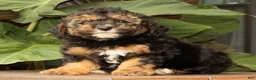Mini Bernedoodle dogs for sale: Sheldon - Ad 7