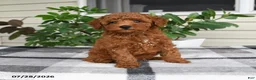 Miniature Poodle dogs for sale: Waylon - Ad 3