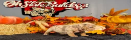 English Bulldog dogs for sale: English Bulldog 2 - Ad 4