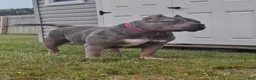American Bully dogs for sale: American Bully 1 - Ad 3