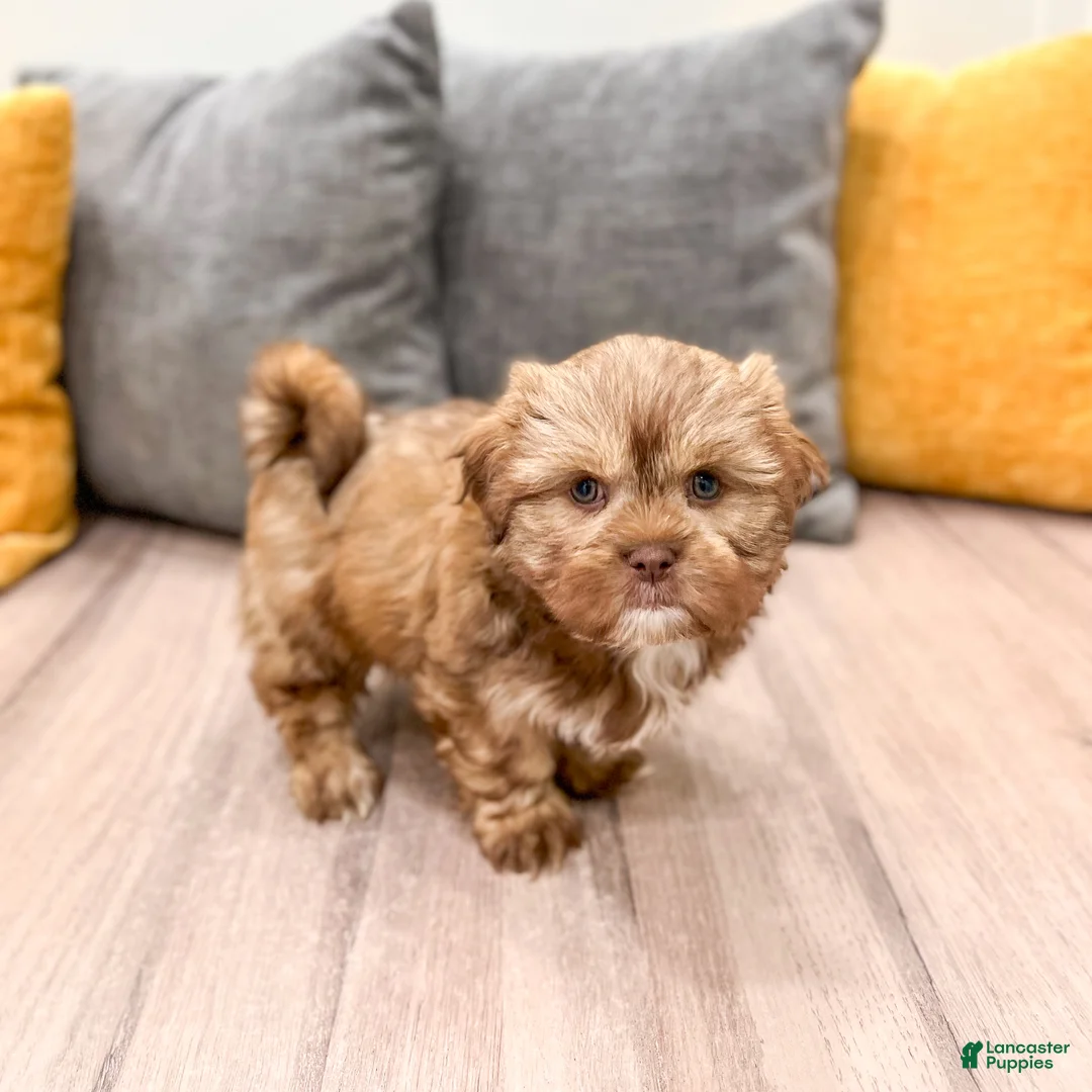 Shih Tzu dogs for sale: Hudson - Ad 2