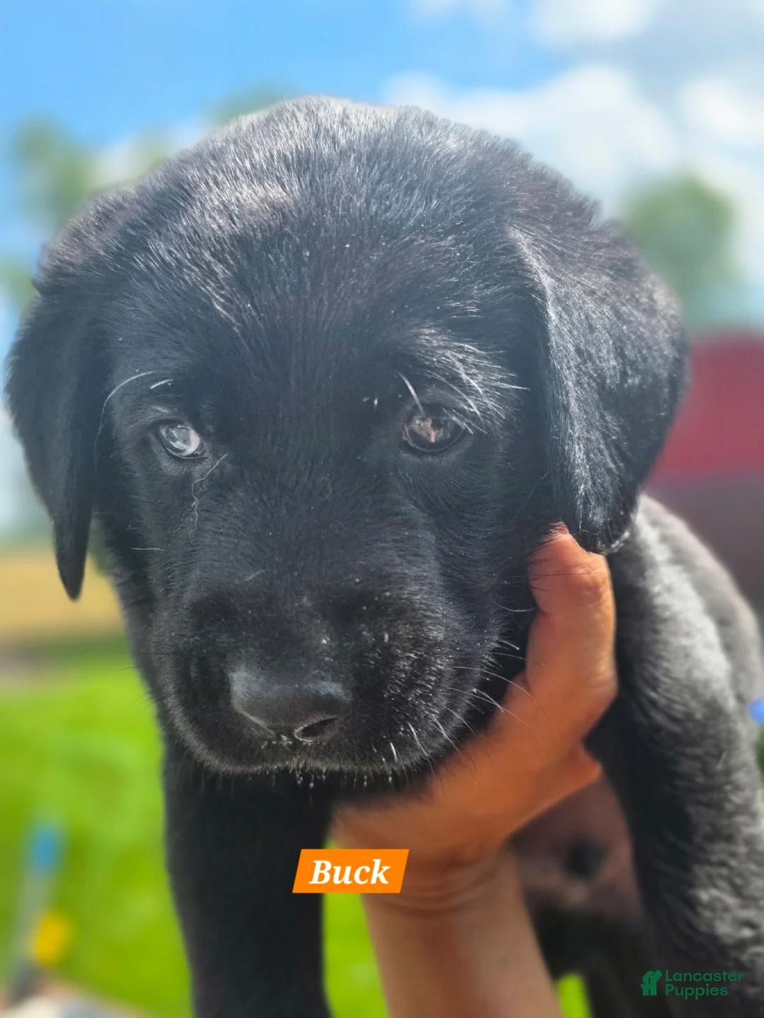 Labrador Retriever dogs for sale: Buck - Ad 1