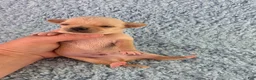 Chihuahua dogs for sale: AKC Ralph - Ad 1