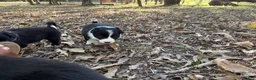 Border Collie dogs for sale: Sage - Ad 3