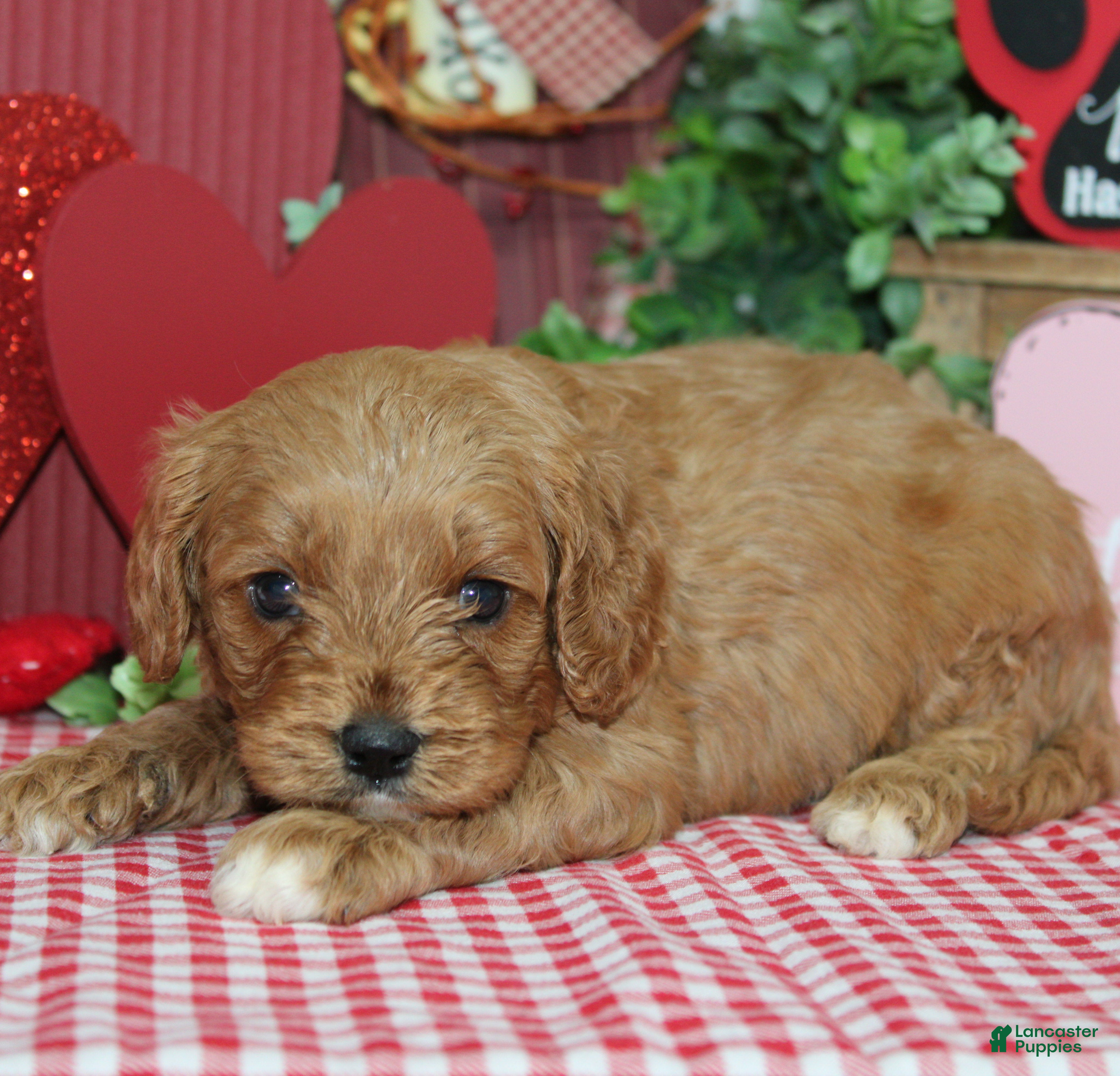 Cavapoo dogs Gus  - Ad 27