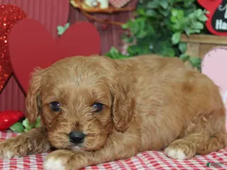 Cavapoo dogs Gus - Ad 27