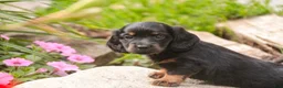 Miniature Dachshund dogs for sale: Adalyn Miniature Dachshund  - Ad 7