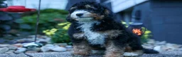 Mini Bernedoodle dogs for sale: Yandel 🦴 - Ad 8