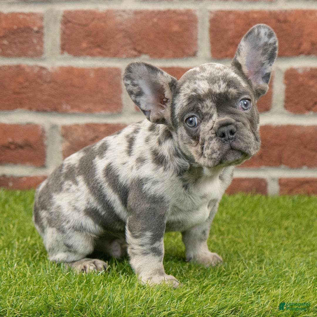 French Bulldog dogs for sale: Diesel - Ad 6