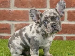 French Bulldog dogs Diesel - Ad 1
