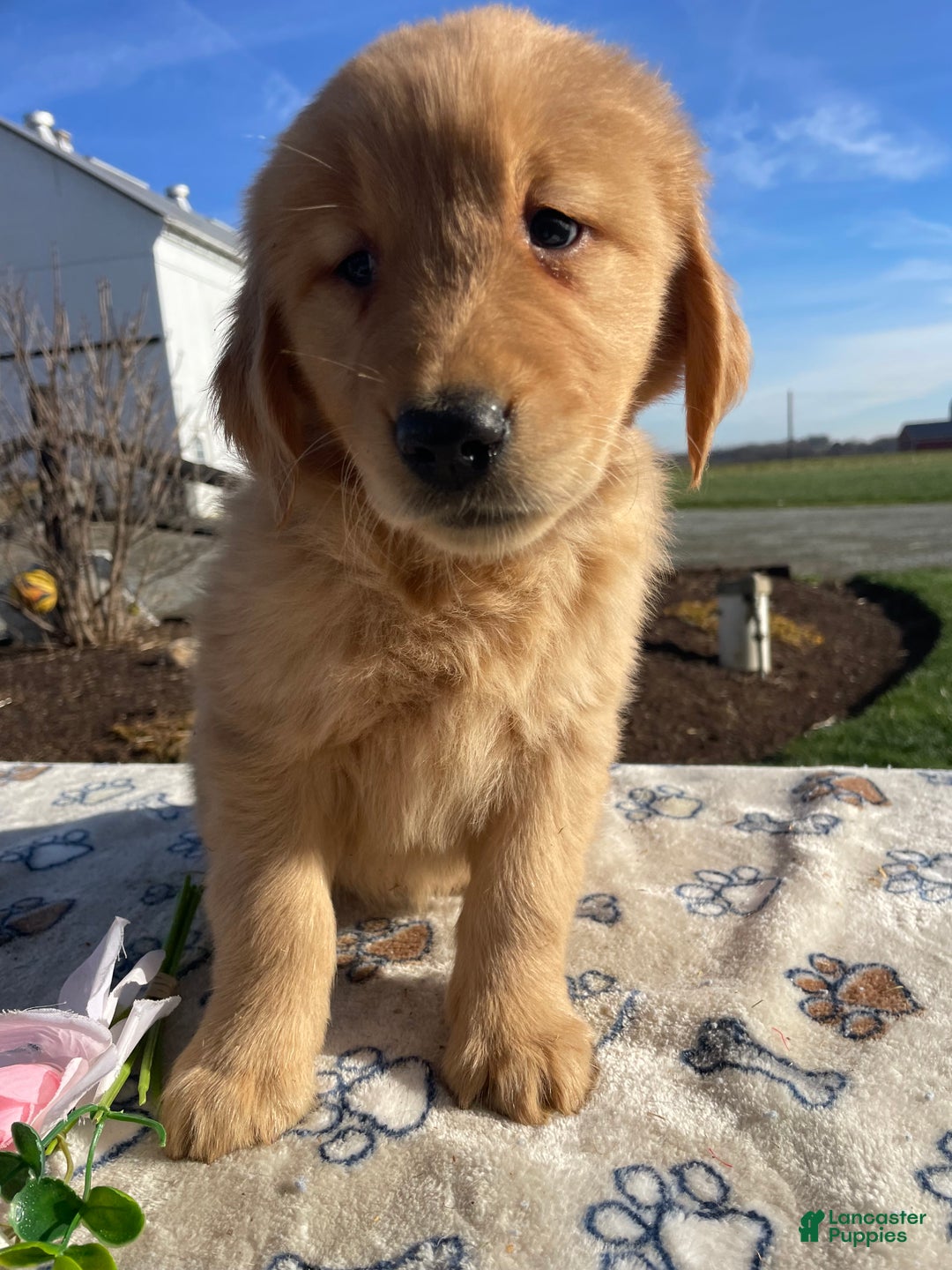 Golden Retriever dogs for sale: Ginger - Ad 3