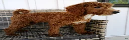 Mini Goldendoodle dogs for sale: Victor - Ad 2