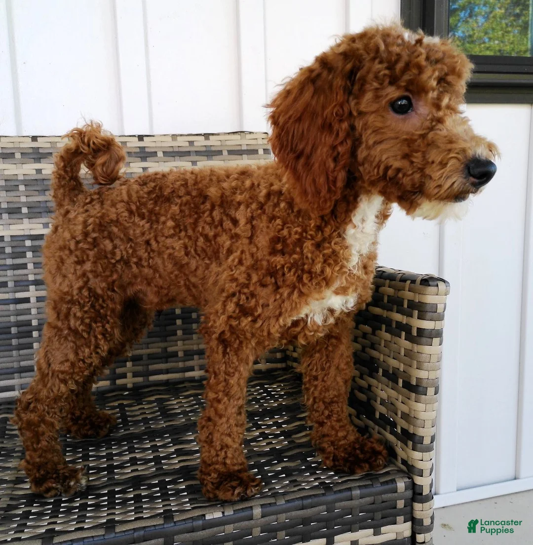 Mini Goldendoodle dogs for sale: Victor - Ad 2