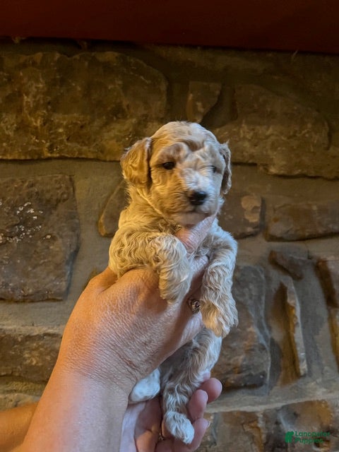Maltipoo dogs Boy 1 - Ad 2