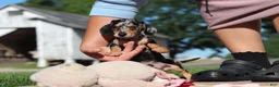Miniature Dachshund dogs for sale: Barney - Ad 10