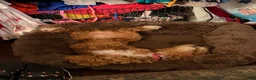 Goldendoodle dogs for sale: Goldendoodle Puppy 1 Luna - Ad 3