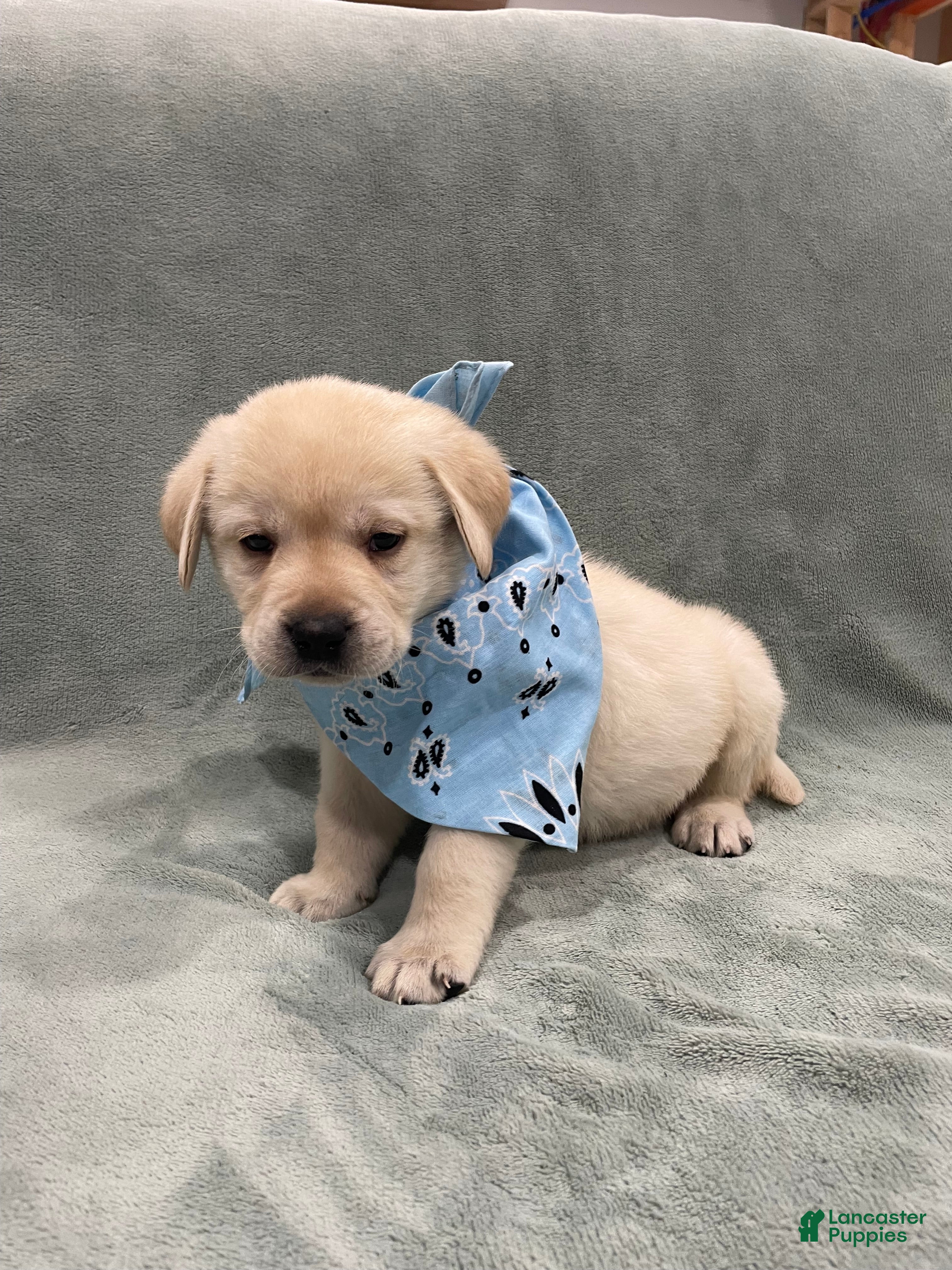 Labrador Retriever dogs Labrador Retriever collar Blue  - Ad 2