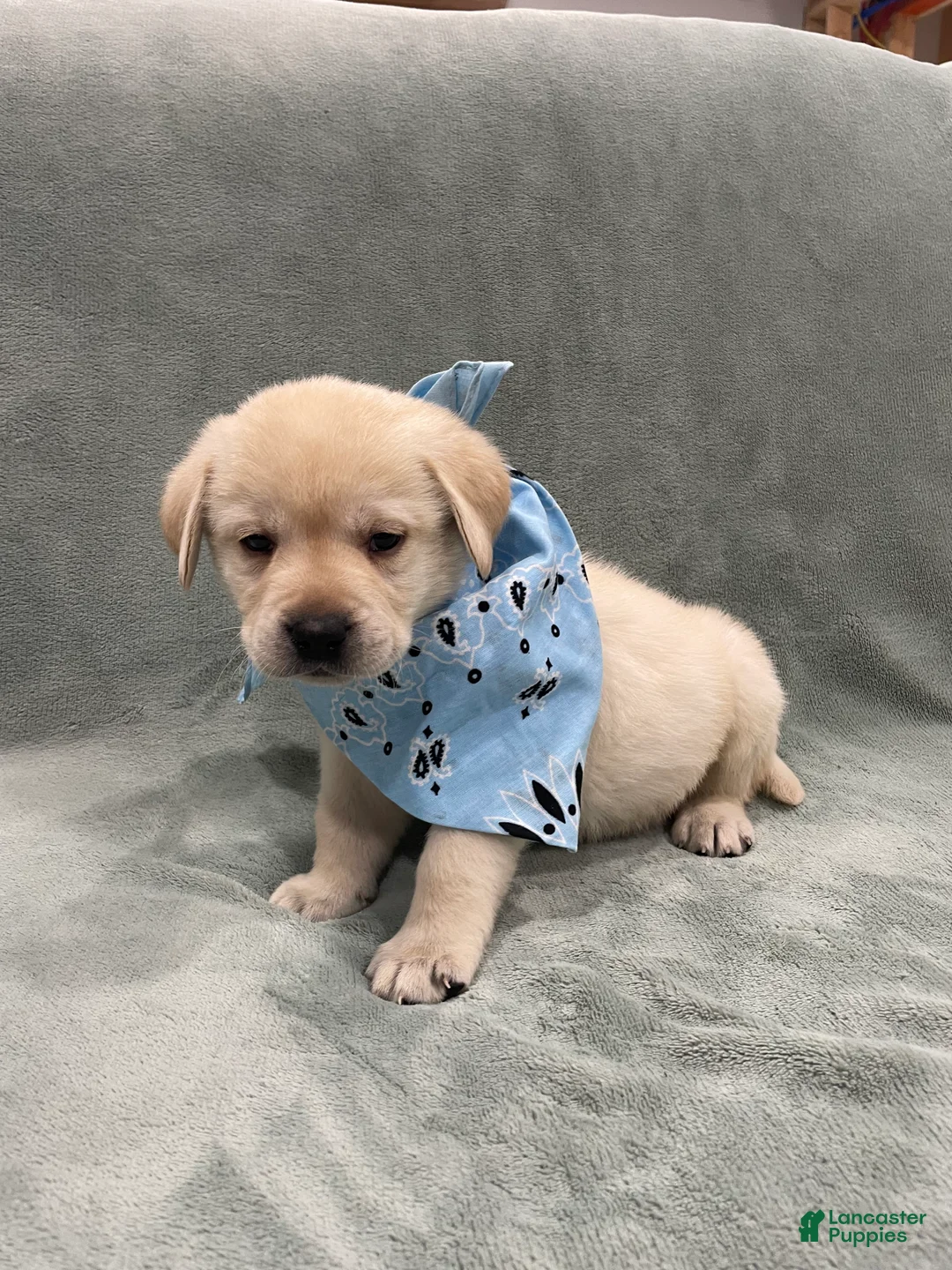 Labrador Retriever dogs for sale: Labrador Retriever collar Blue  - Ad 2