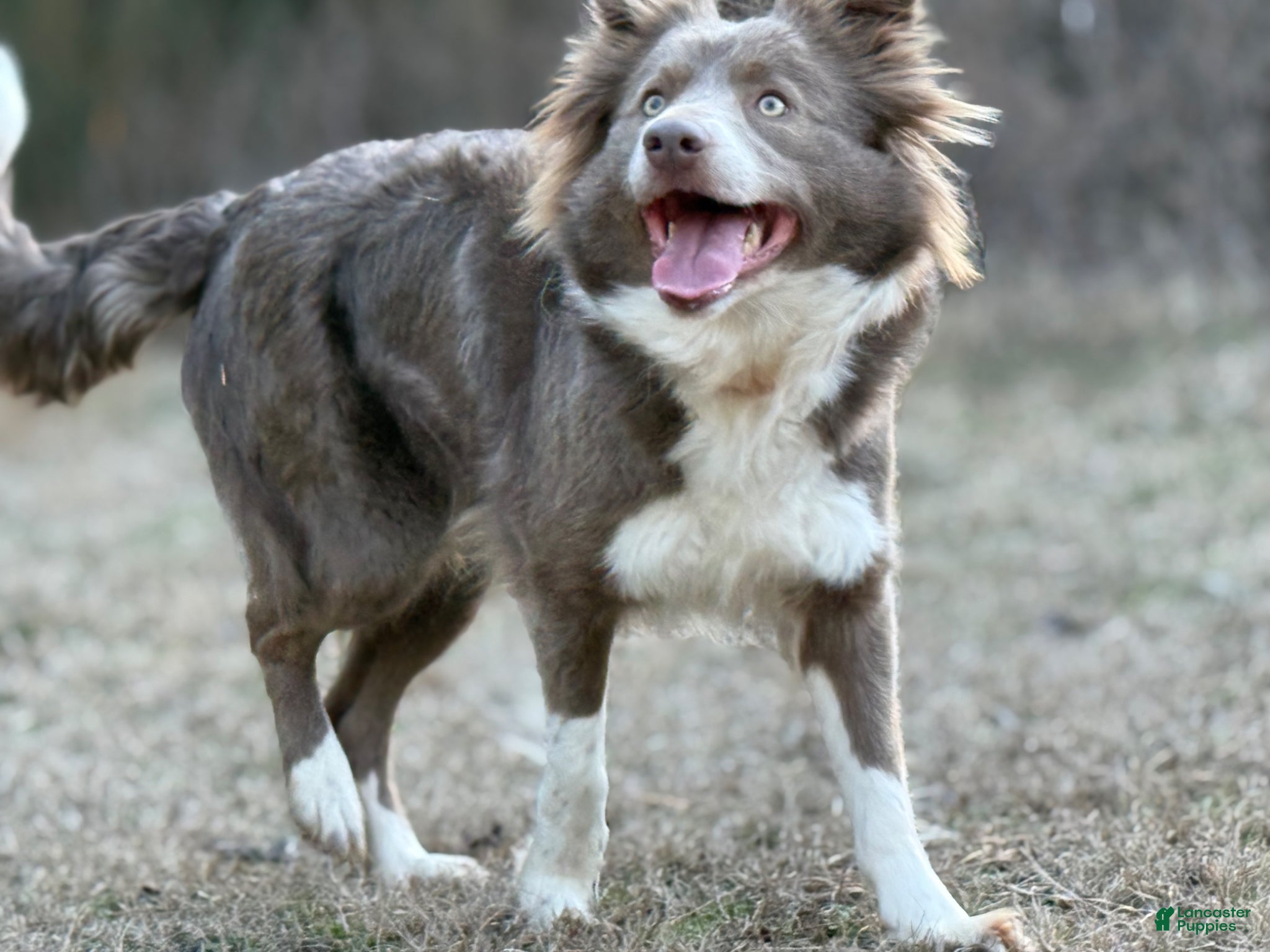 Border Collie dogs Lilac long hair - Ad 2
