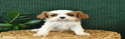Cavalier King Charles Spaniel dogs for sale: Jack  - Ad 2