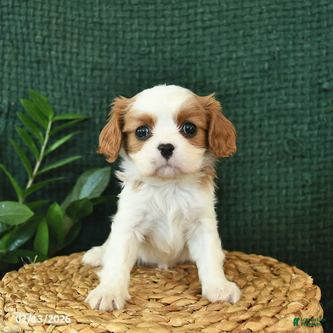 Cavalier King Charles Spaniel dogs for sale: Jack  - Ad 2