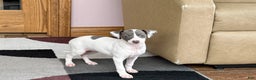 Italian Greyhound dogs for sale: Charity - Ad 1