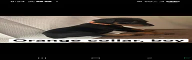 Doberman Pinscher Puppy 2