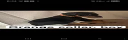 Doberman Pinscher dogs for sale: Doberman Pinscher Puppy 2 - Ad 1