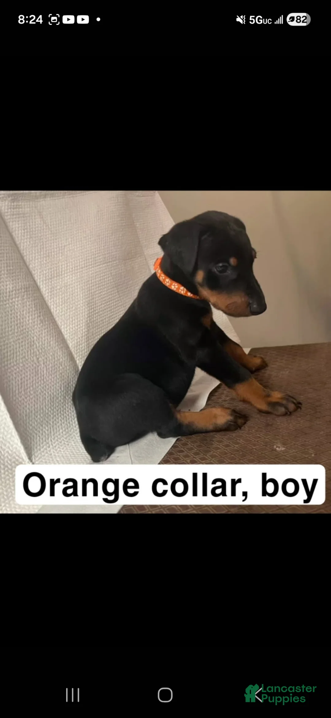 Doberman Pinscher dogs for sale: Doberman Pinscher Puppy 2 - Ad 1