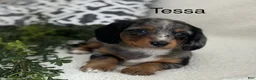 Miniature Dachshund dogs for sale: Tessa - Ad 1
