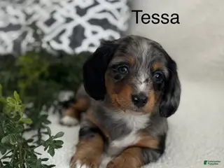 Miniature Dachshund dogs Tessa - Ad 40