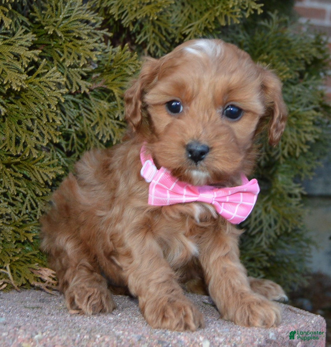 Cockapoo dogs for sale: Cookie - Ad 11