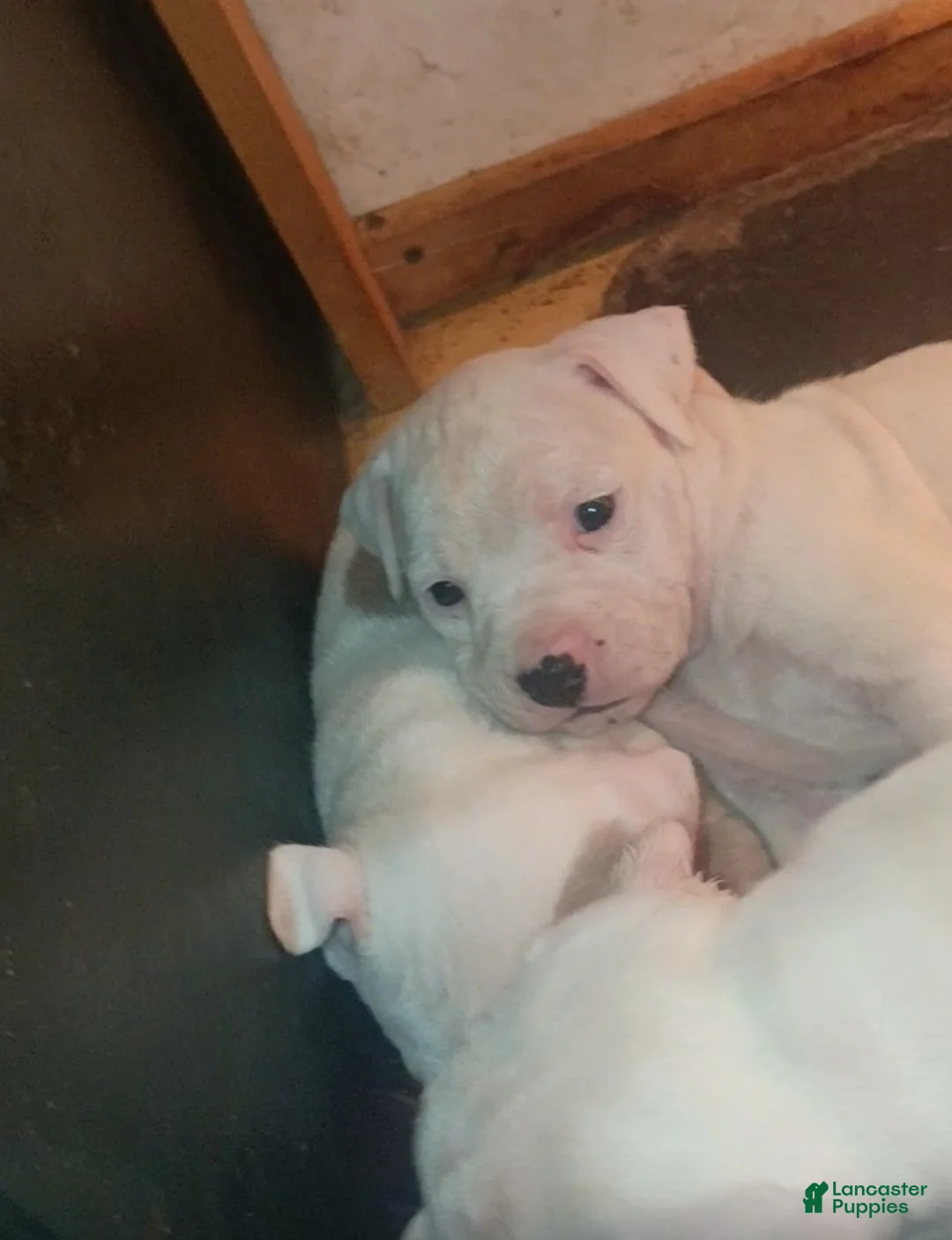 American Staffordshire Terrier dogs for sale: American Staffordshire Terrier Puppy 3 - Ad 5
