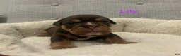 English Bulldog dogs for sale: Lily - Ad 1
