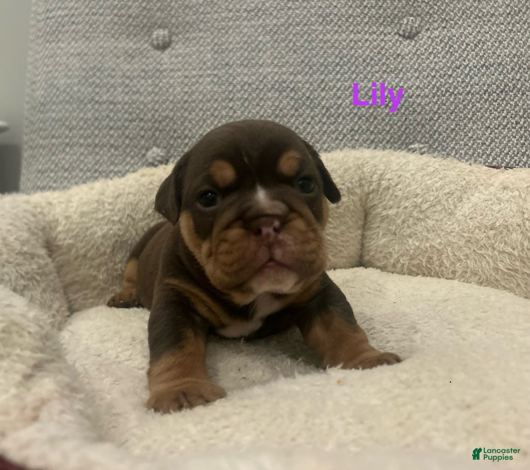 English Bulldog dogs for sale: Lily - Ad 1