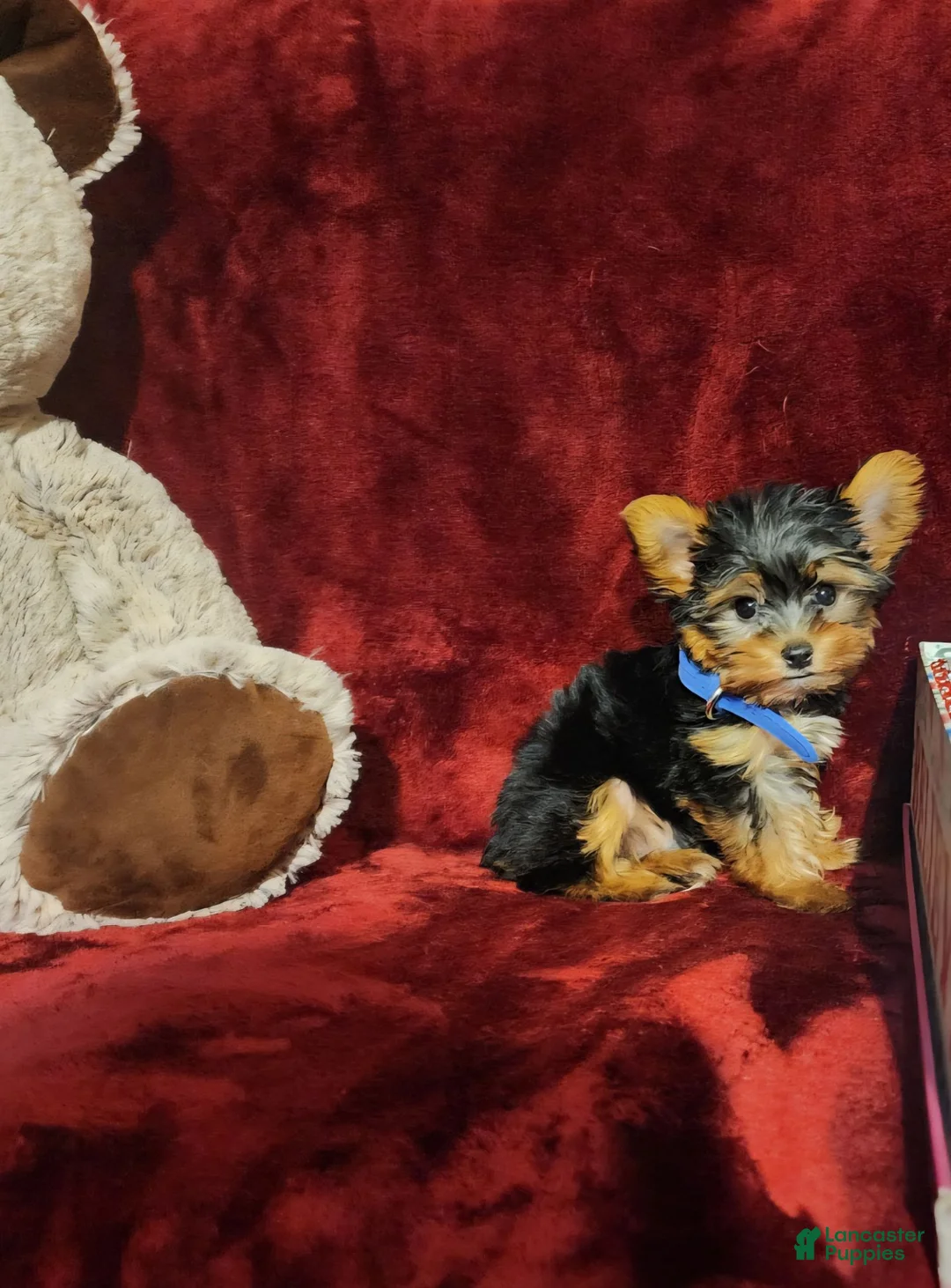 Yorkshire Terrier dogs for sale: PEANUT - Ad 10