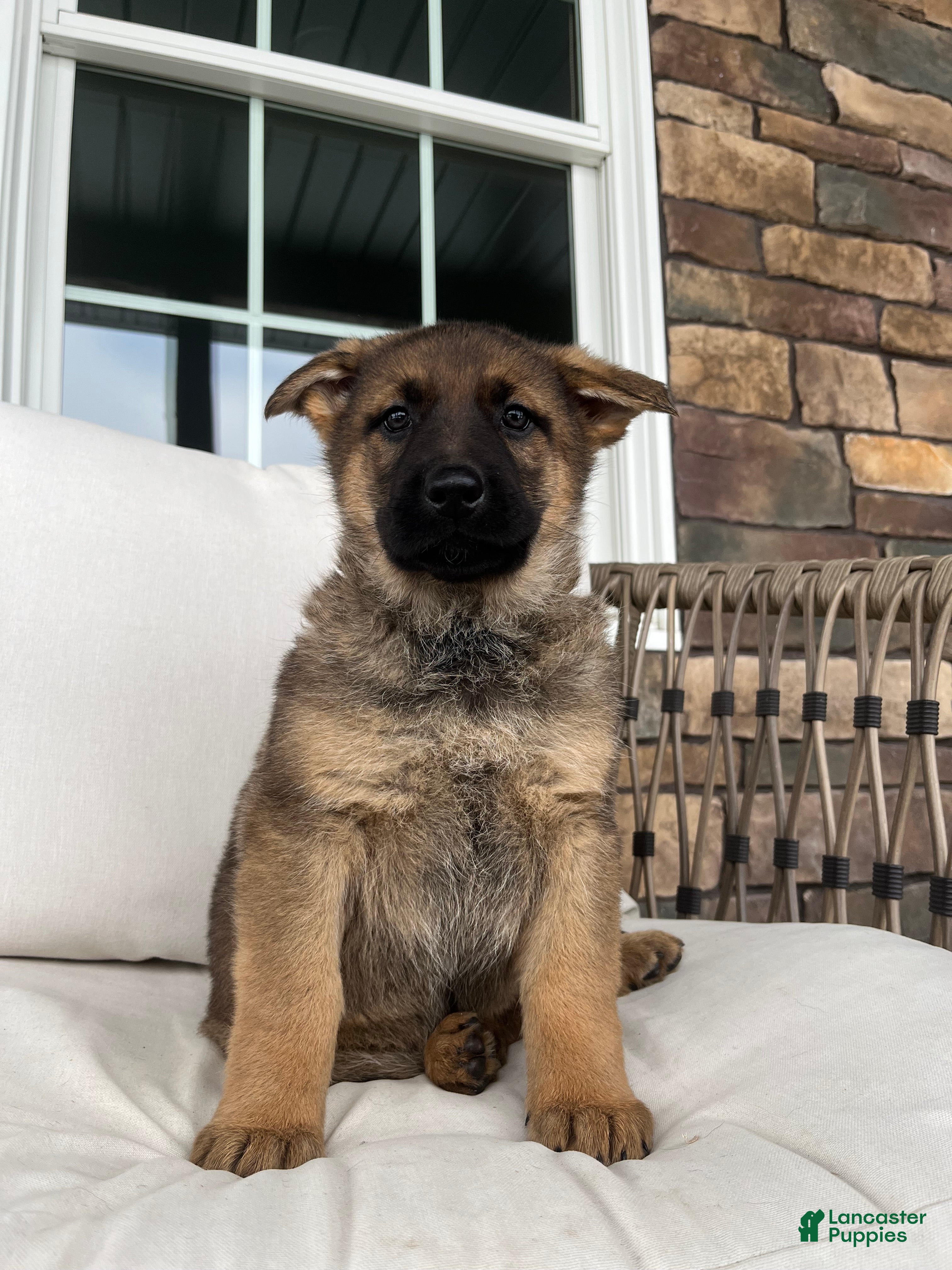 German Shepherd dogs Vienna - Ad 10