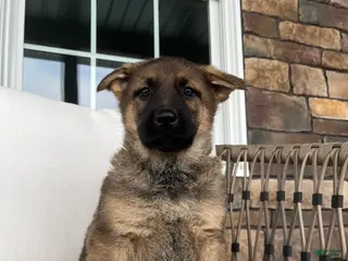 German Shepherd dogs Vienna - Ad 10