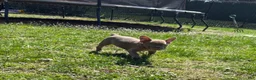 French Bulldog dogs for sale: French Bulldog Puppy 1 - Ad 7
