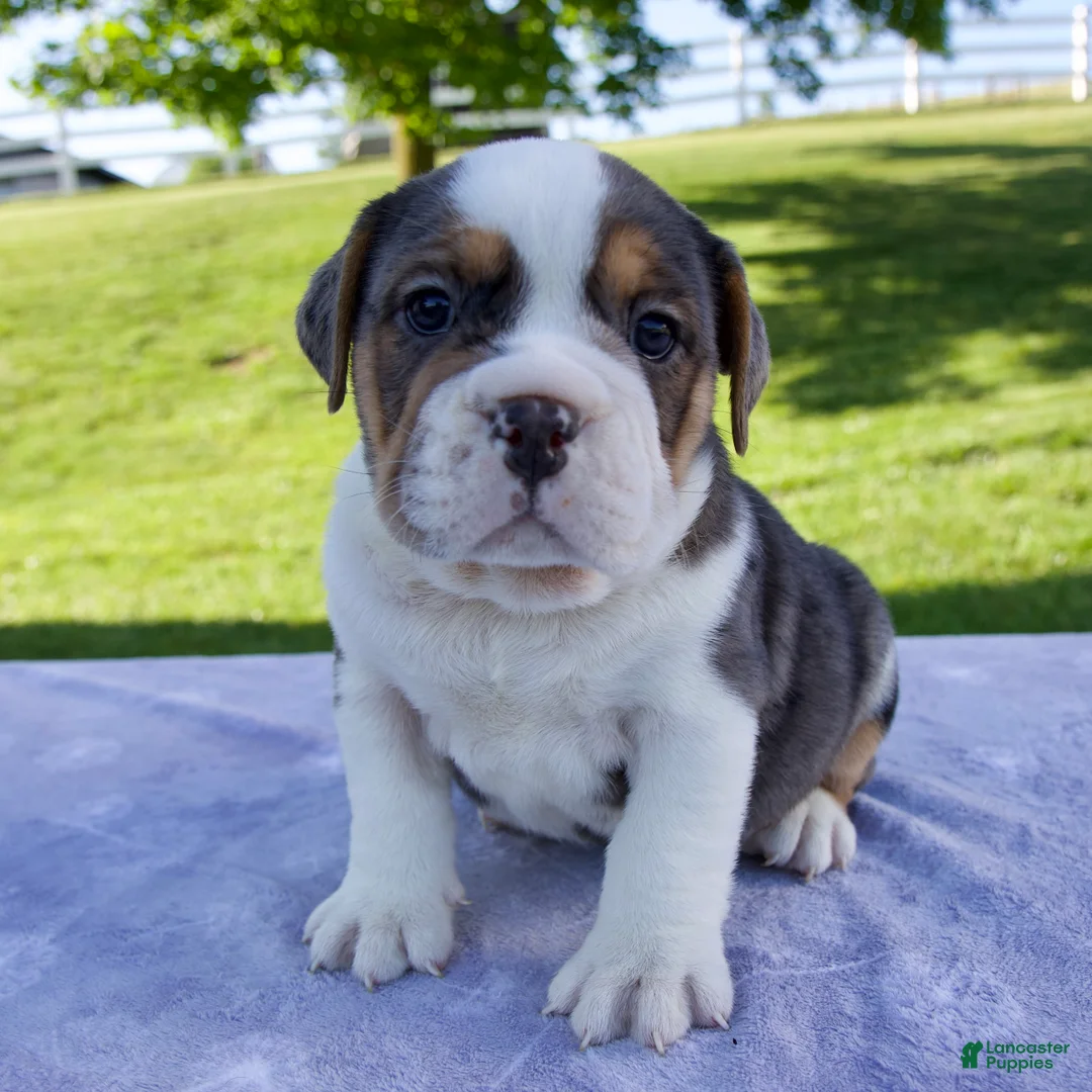 Beabull dogs for sale: Sylvie - Ad 1