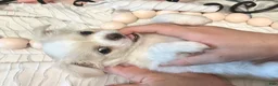 Chihuahua dogs for sale: Luna - Ad 5