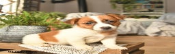 Jack Russell Terrier dogs for sale: Apricot  - Ad 2