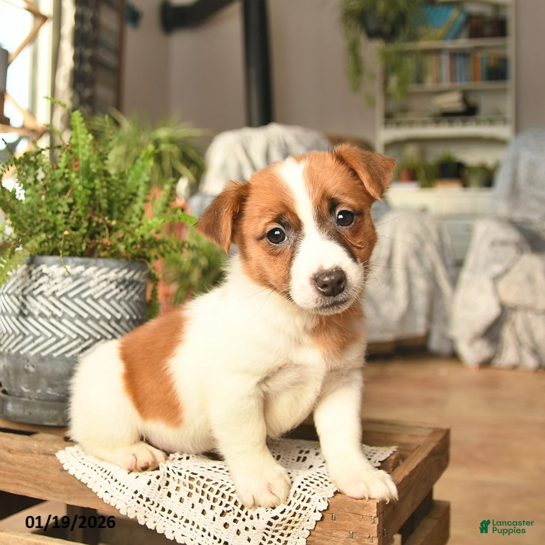 Jack Russell Terrier dogs for sale: Apricot  - Ad 2